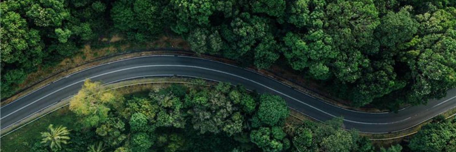 Route dans la forêt sans voiture